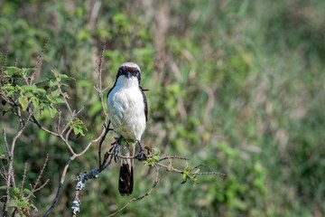 Grey-backed Fiscal at the Lake Nakuru National Park, India