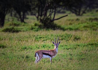 Thomson's Gazelle at the Lake Nakuru National Park, Kenya
