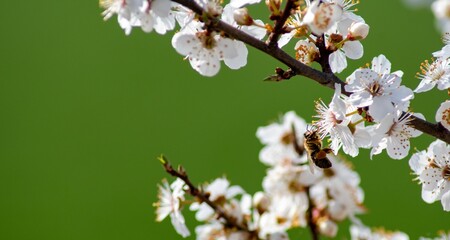 Bee Pollinating White Cherry Blossoms