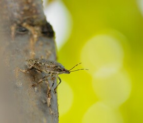 Bug on tree trunk with blurred green background.
