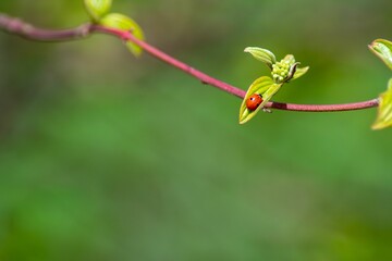 Ladybug on a Green Leaf