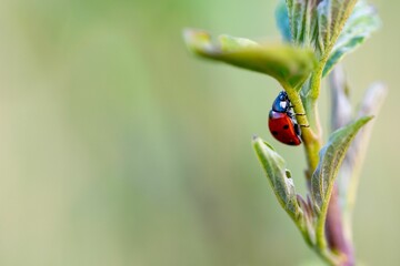 Ladybug on a Green Plant
