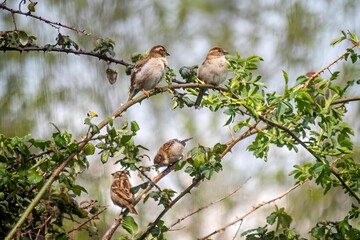 Sparrows perched on green branches