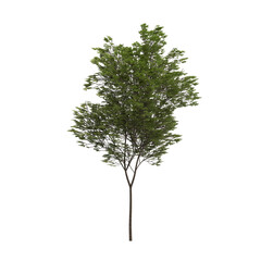 beech tree isolated on transparent png background - 3D Illustration