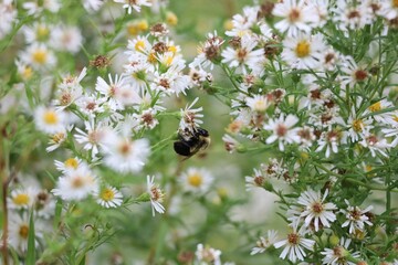An image of a Bumblebee collecting pollen amongst the Aster flowers.