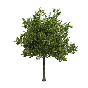 beech tree isolated on transparent png background - 3D Illustration