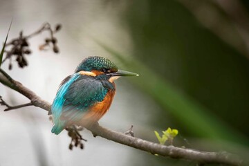 Kingfisher bird perched on a branch