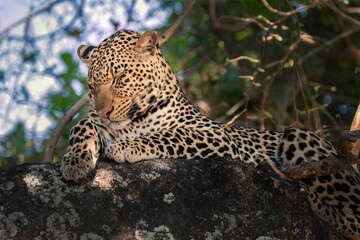 Leopard resting on a tree branch in a forest