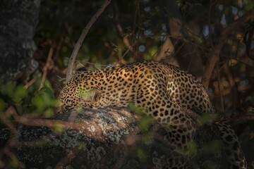 Leopard resting on a tree branch in a forest