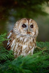 Tawny owl perched on a branch in a forest