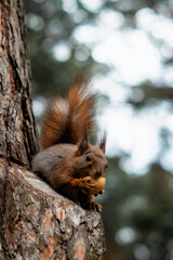 a squirrel in a tree eats walnuts.