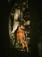 Young Deer in Forest Sunlight