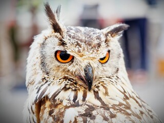 Close-up of a Eurasian eagle-owl with orange eyes