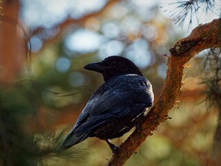 Black crow perched on a tree branch