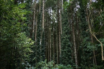 Dense forest with tall trees covered in green ivy