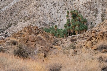 Desert landscape with rocky terrain and palm trees.