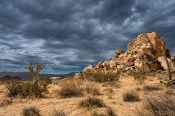 Dramatic desert landscape in Joshua Tree National Park. © Wirestock