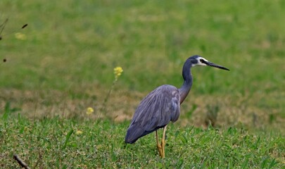 Heron standing in a green field