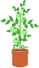 Green Tomato in Terracotta Clipart Set Vibrant Hand-Drawn Design Perfect for Garden and Food Projects