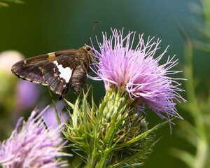 Silver-spotted skipper butterfly feeding on the nectar of a milk thistle flower in the garden