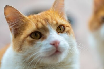 Close-up of an orange and white cat with golden eyes.