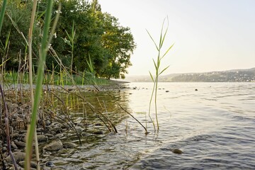 Serene lakeside view with reeds and calm water