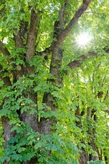 Fototapeta premium Sunlight filtering through lush green leaves of an old tree.