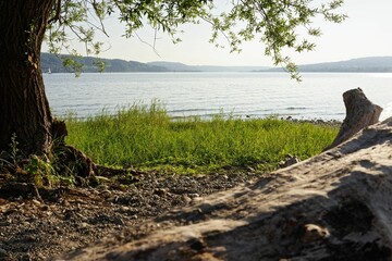 Serene lakeside view with tree and calm waters.