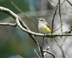 Fototapeta premium Closeup view of a white-eyed vireo bird perching on a tree twig in the woodlands of Dover city, USA