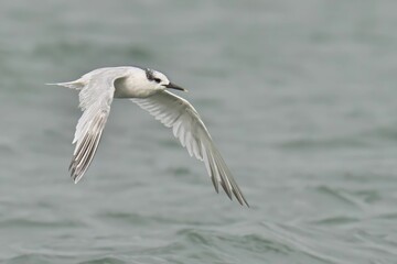 White seabird in flight over water