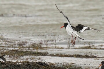 Oystercatcher bird in mid-flight above coastal area.