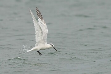 White bird flying over water with wings spread
