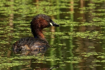 Little grebe swimming in a pond