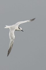 White seabird in flight against a gray background