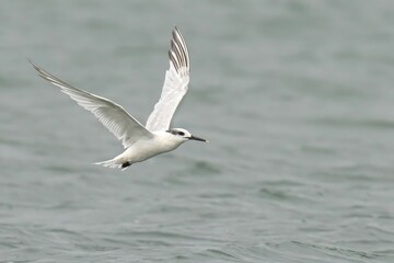 Fototapeta premium White seabird in flight over the ocean