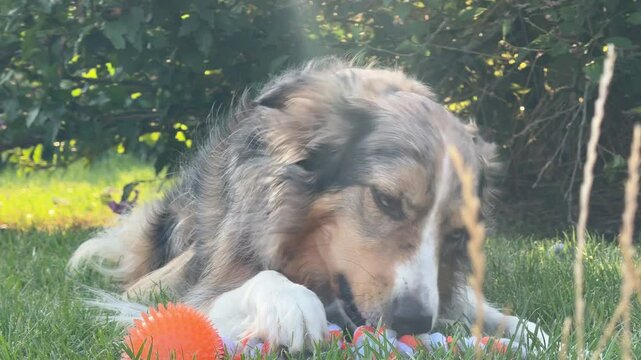 A Border Collie lying on the grass, playing with a toy ball in a natural outdoor setting. Perfect for pet-related content, dog lovers, or playful moments with an energetic and intelligent breed.