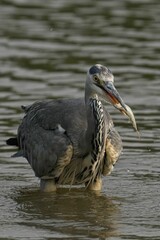 Grey heron with a fish in its beak