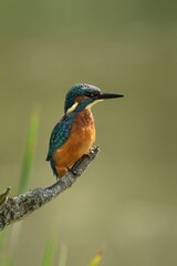 Kingfisher bird perched on a branch