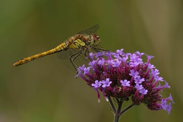 Dragonfly on a Purple Flower