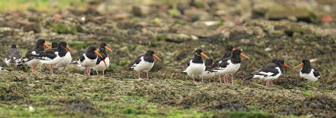 Eurasian oystercatchers on rocky shore