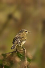 Small Bird Perched on Branch