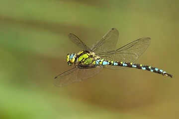 Dragonfly in Flight Close-Up