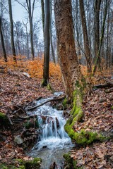 Little stream in the autumn forest with the rocks and the orange foliage
