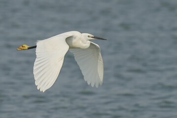Obraz premium White egret in flight over a body of water with wings spread wide