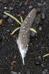 Feather with water droplets on black sand