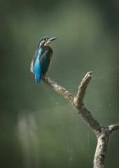 Kingfisher perched on a branch against a green background.