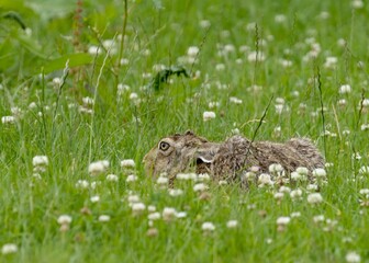 Brown hare camouflaged in green meadow