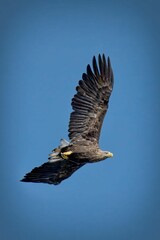 Eagle soaring in clear blue sky