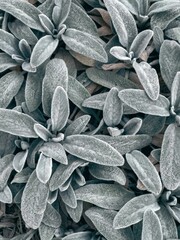 Close-up of lamb's ear leaves
