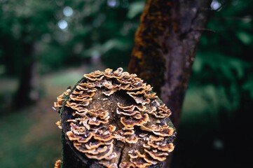 Obraz premium Wild mushrooms growing on a tree stump in a forest.